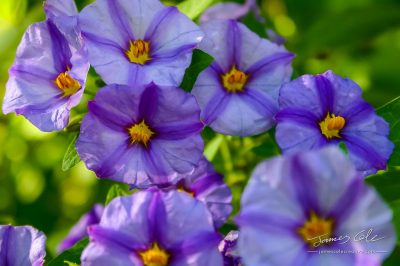 Beautiful deep violet and yellow Petunia flowers