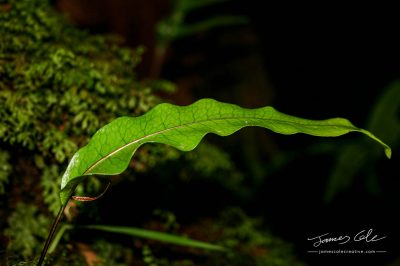 Crinkled Fresh Macro Leaf in the Rain Forest