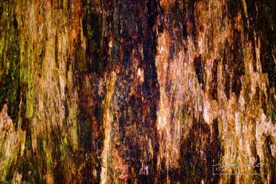 Rough blotchy tree bark texture and pattern