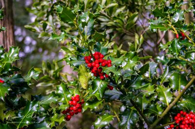 A Christmas holly bush with red berries