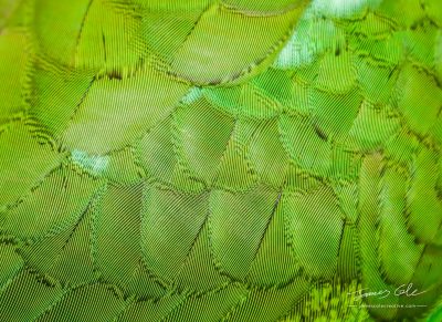 Vibrant green feathers of a colourful native Australian Rosella bird