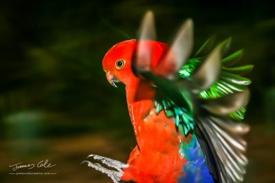 Colourful red green and blue native Australian Rosella bird in flight