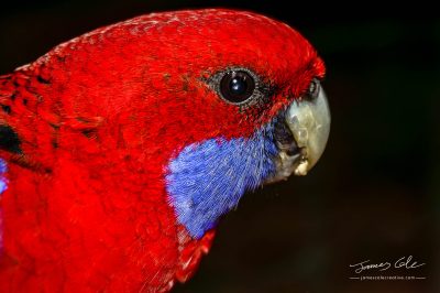 Close up of native Australian Rosella bird with a red head and flash of blue