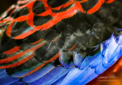 Colourful back feathers of native Australian Rosella bird