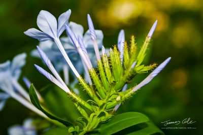 Blue flowered agapanthus plant coming to life in spring