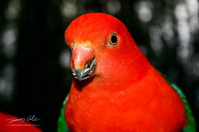A brightly coloured red and grey King Parrot bird eating seeds