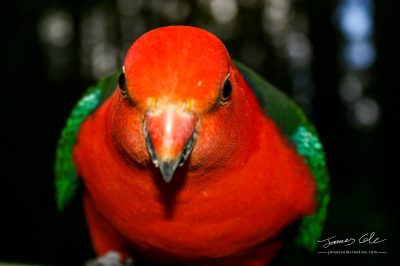 A brightly coloured red and grey King Parrot bird leaning into the camera lens