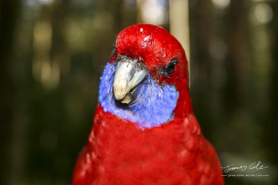 Bright red Australian native Rosella bird looking curiously at the camera lens