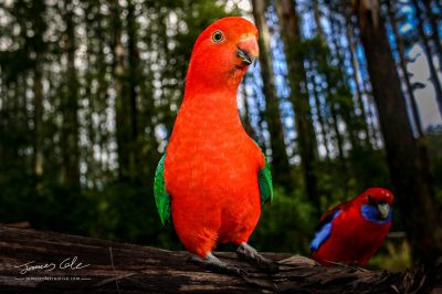 JCCI-100070 - Australian King Parrot standing tall and proud