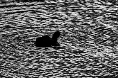 JCCI-100083 - Eurasian Coot waterbird surrounded by eternal ripples in the water