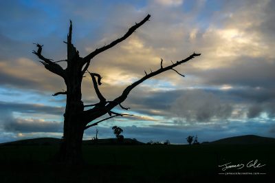 JCCI-100091 - Silhouetted tree skeleton against a dramatic sky