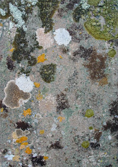 JCCI-100105 - Blotchy patchy lichen and moss patterns growing on an old textured stone