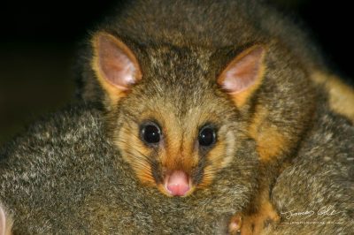 JCCI-100111 - Close up of very cute baby Australian Brushtail Possum on mothers back