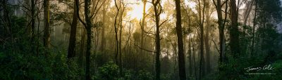 JCCI-100114 - Golden sunrise glowing through the forest trees on a misty morning panoramic