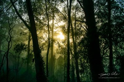 JCCI-100115 - Golden sunrise glowing through the forest trees on a misty morning