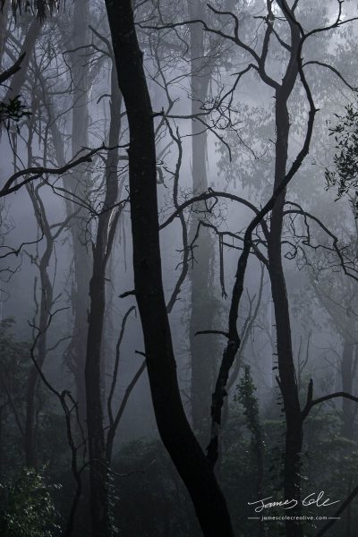 JCCI-100116 - Silhouetted bare trees in a dark foggy forest