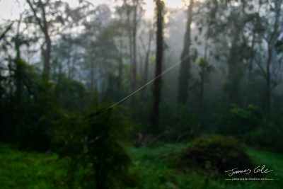 JCCI-100117 - A single thread of a spiders web traverses the foggy forest landscape