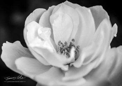 JCCI-100118 - Close up white flower petals in black and white