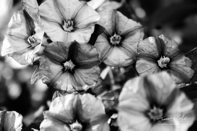 JCCI-100119 - Beautiful Petunia flowers in high contrast Black and White