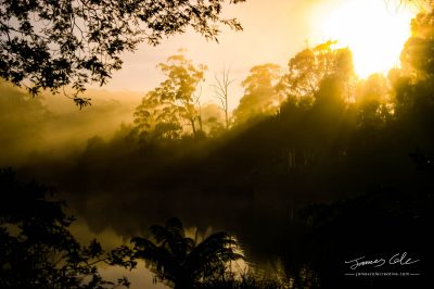 JCCI-100120 - Golden Sun rising over the forest of a misty lake