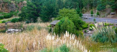 JCCI-100121 - Bird-watching hut next to the lake and amongst the reeds in Berwick Botanical Gardens
