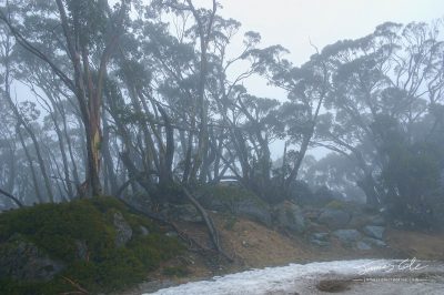 JCCI-100126 - Foggy alpine forest at Mount Baw Baw