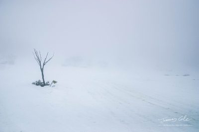 JCCI-100127 - A lone tree in a desolate snowscape, bleak, foggy and void of life
