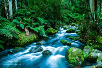 JCCI-100129 - Mountain river cascading through the lush green rainforest