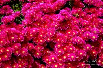 JCCI-100138 - A bloom of Pink Aster flowers on a summers day