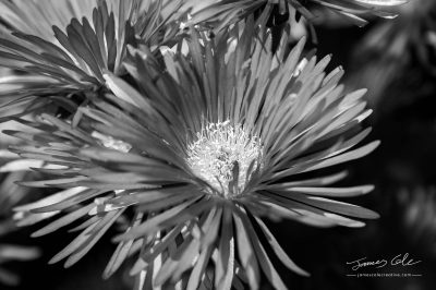 JCCI-100139 - A single Aster flower in black and white