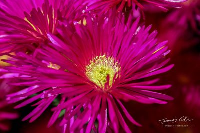 JCCI-100140 - A Reddish-Pink Aster flower with bright yellow pollen