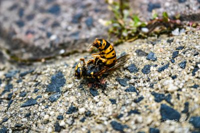 JCCI-100141 - A Bright Yellow and Black dead European wasp being eaten by ants on a sandy concrete ground