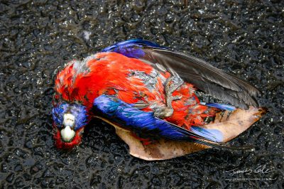 JCCI-100153 - A colourful Death - Close up of dead native Australian Crimson Rosella bird that has been a victim of road-kill