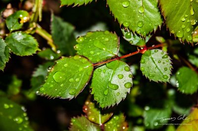 JCCI-100185 - Water droplets on crisp green rose leaves after the rain