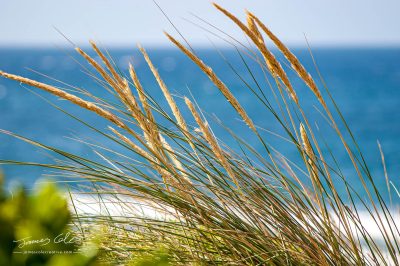 JCCI-100197 - Coastal grasses grow in front of a crystal blue summer seascape