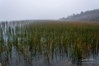 JCCI-100610 - Early foggy morning overlooking the water grasses at Lysterfield lake park