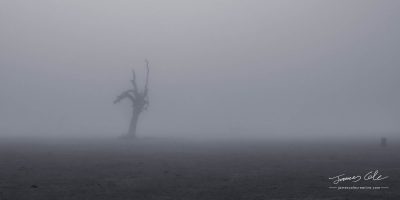 Creepy silhouette of dead tree stump stands alone in a foggy field